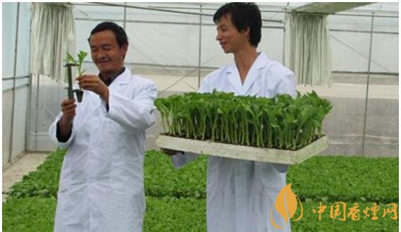 煙草專業(yè)大學(xué)排名，煙草專業(yè)就業(yè)前景好
