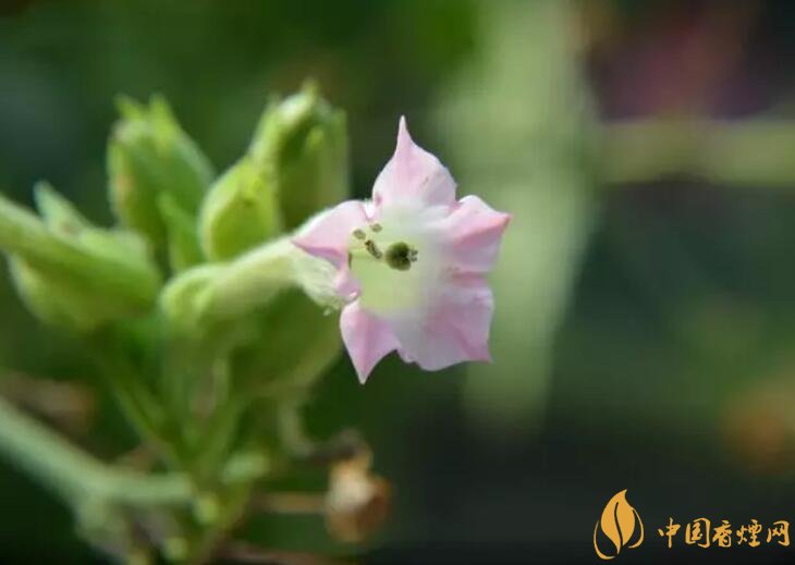 煙草花花語是什么，煙草花什么時(shí)候開花
