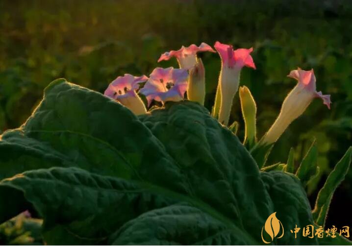 煙草花花語是什么，煙草花什么時(shí)候開花
