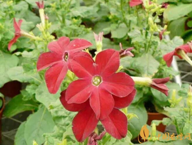 煙草花花語是什么，煙草花什么時(shí)候開花