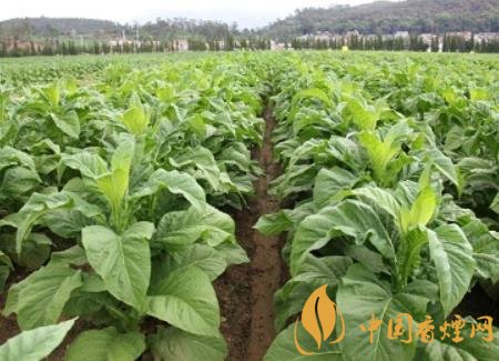 湖南瀏陽煙草局依托G80烤煙特色品種為煙農(nóng)創(chuàng)收9375萬元！